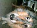 020507 cani bussa